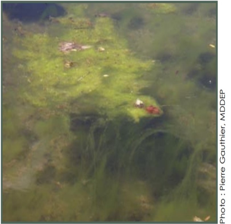 Filamentous green algae Memphémagog Conservation